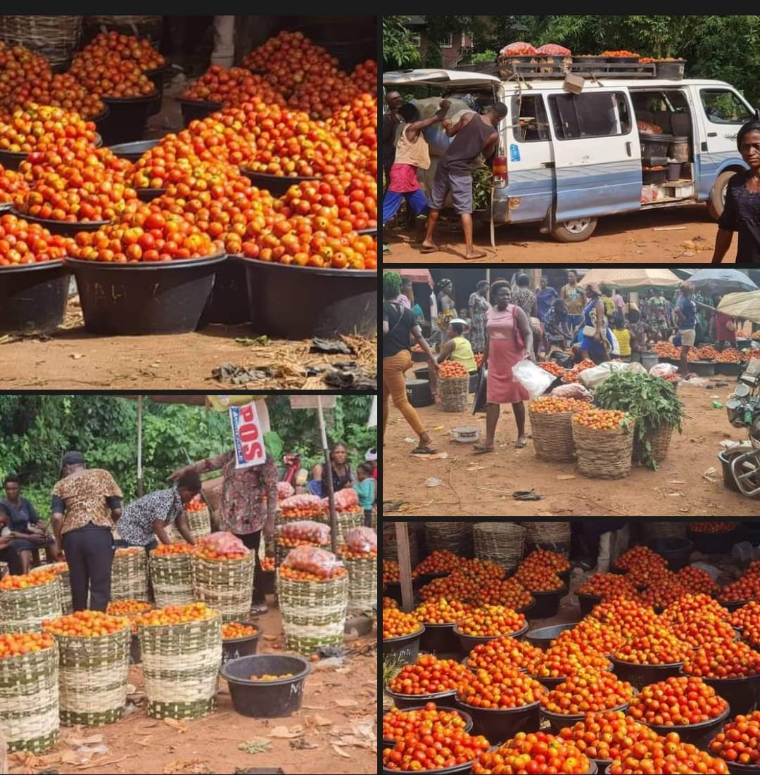 We are getting there Ikpa perishable and commodity market Nsukka. 'Nsukka Tomato farmers intelligently schedule their harvesting to come before the northern and Cameroon harvesting thereby providing tomatoes to the east and south South during the period of scarcity. '