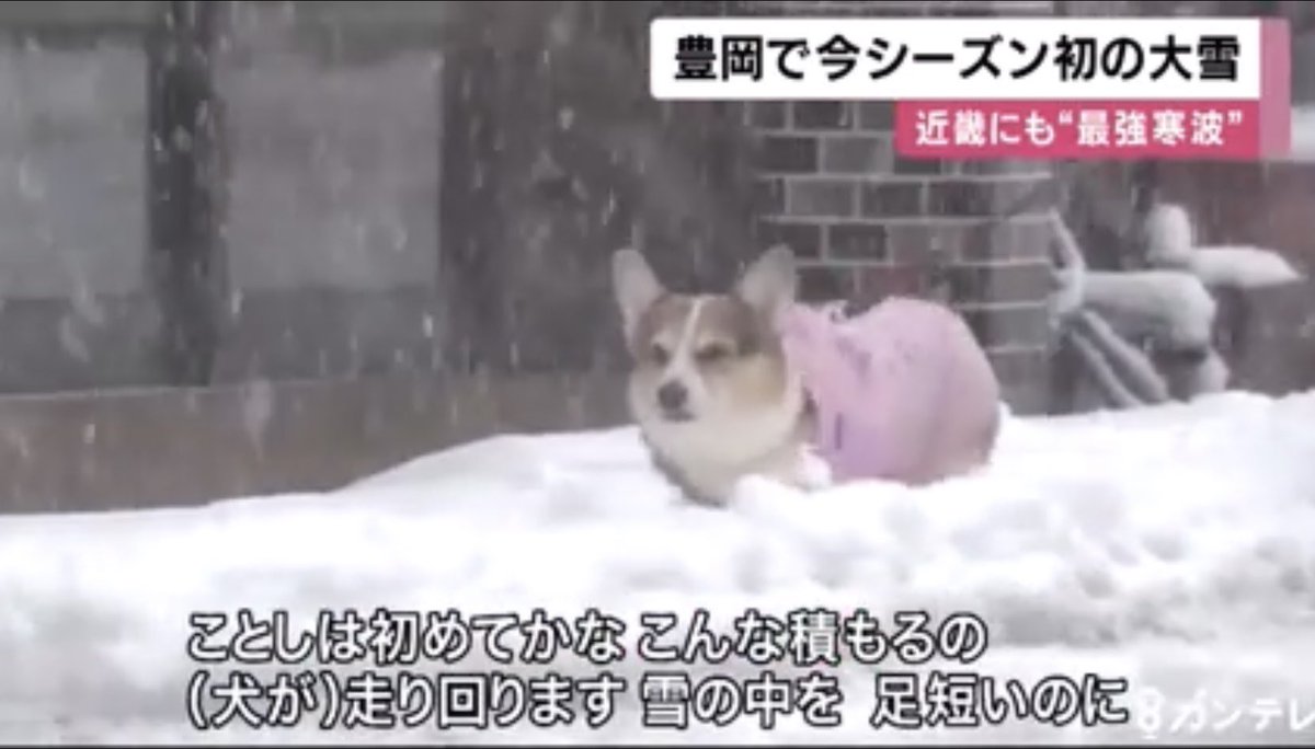 雪情報が流れてくるとこれを思い出す。 #コーギー #雪