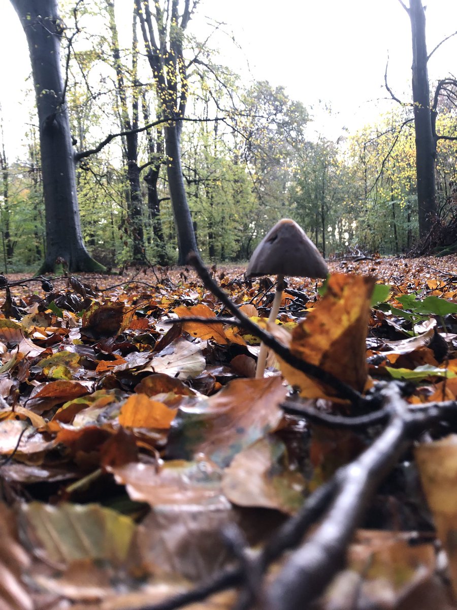Energyflowyoga's tweet photo. @TanteMil Het was weer heerlijk in het bos https://t.co/s76eS7wsyv