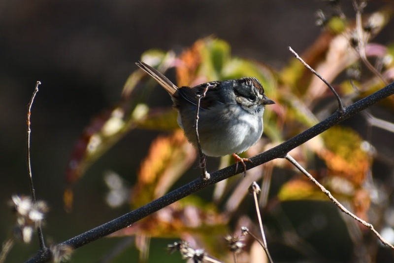 LeoTraub's tweet photo. I love fall birding! Today at Green-Wood Cemetery in Brooklyn https://t.co/NzVjJgaJll