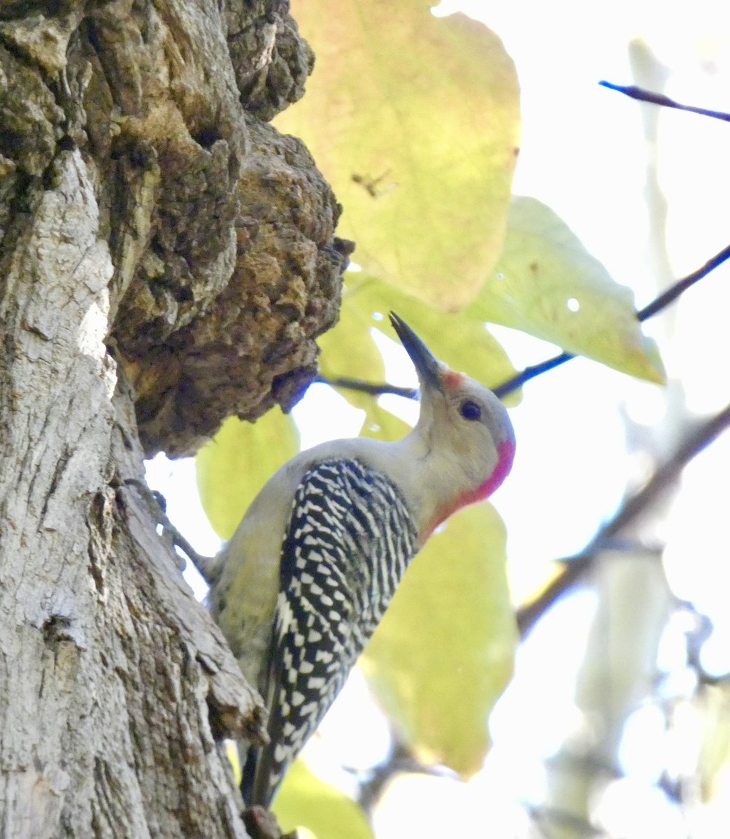 Nice to see Red-bellied woodpeckers in the <a href="/CentralParkNYC/">Central Park</a> Ramble yesterday

#birdcpp #birds #nature
