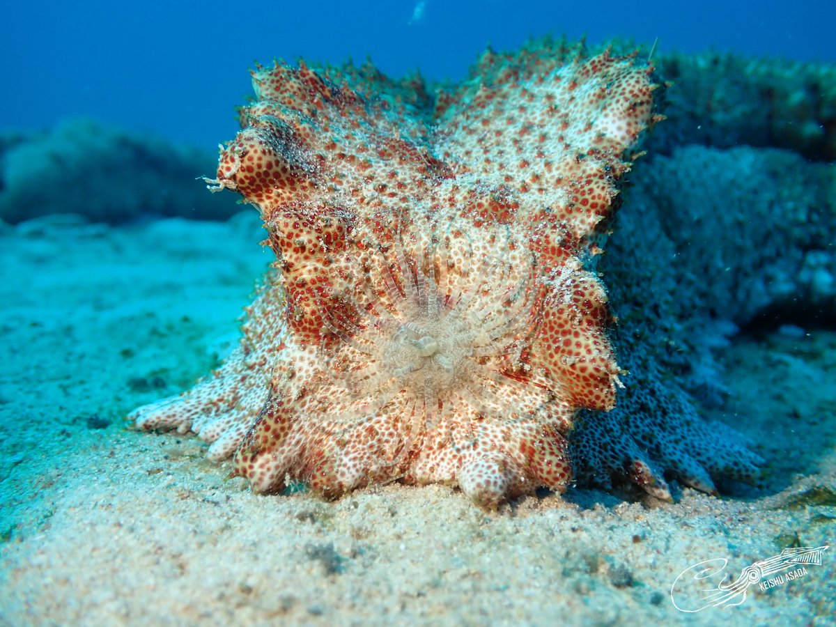 This anemone planted perfectly on the front of this sea cucumber as if it's part of the animal
