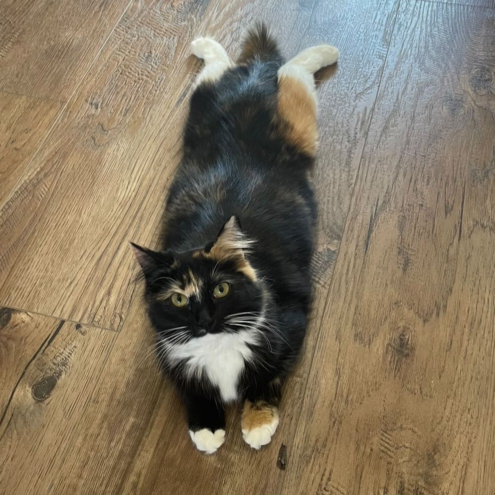 CatLadyBox tweet media