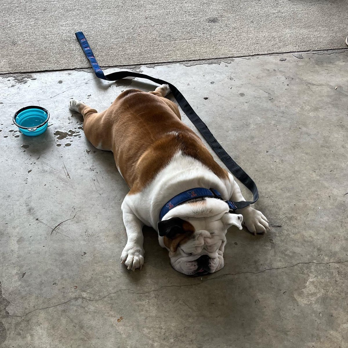 The current state of <a href="/LATechFB/">LA Tech Football 🏈</a>