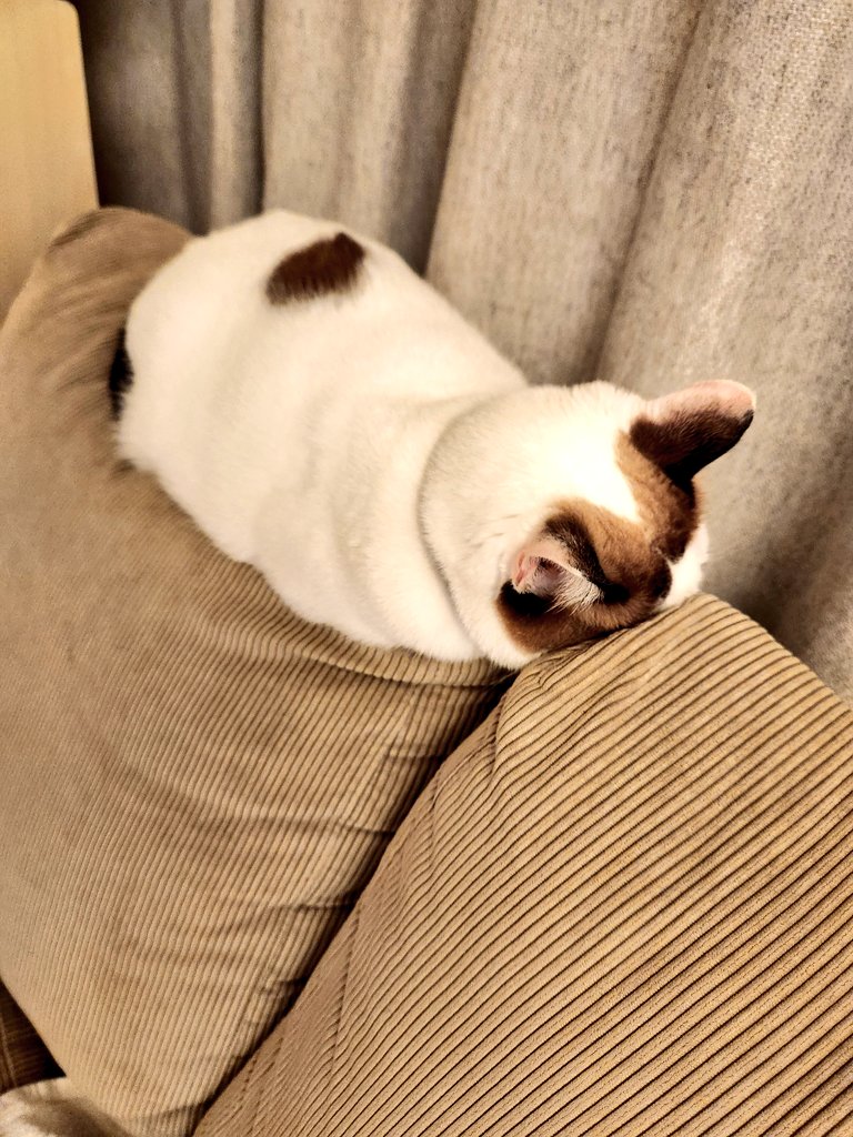 tsukune216's tweet image. 猫、出社前に忙しくて構ってもらえずスネた
