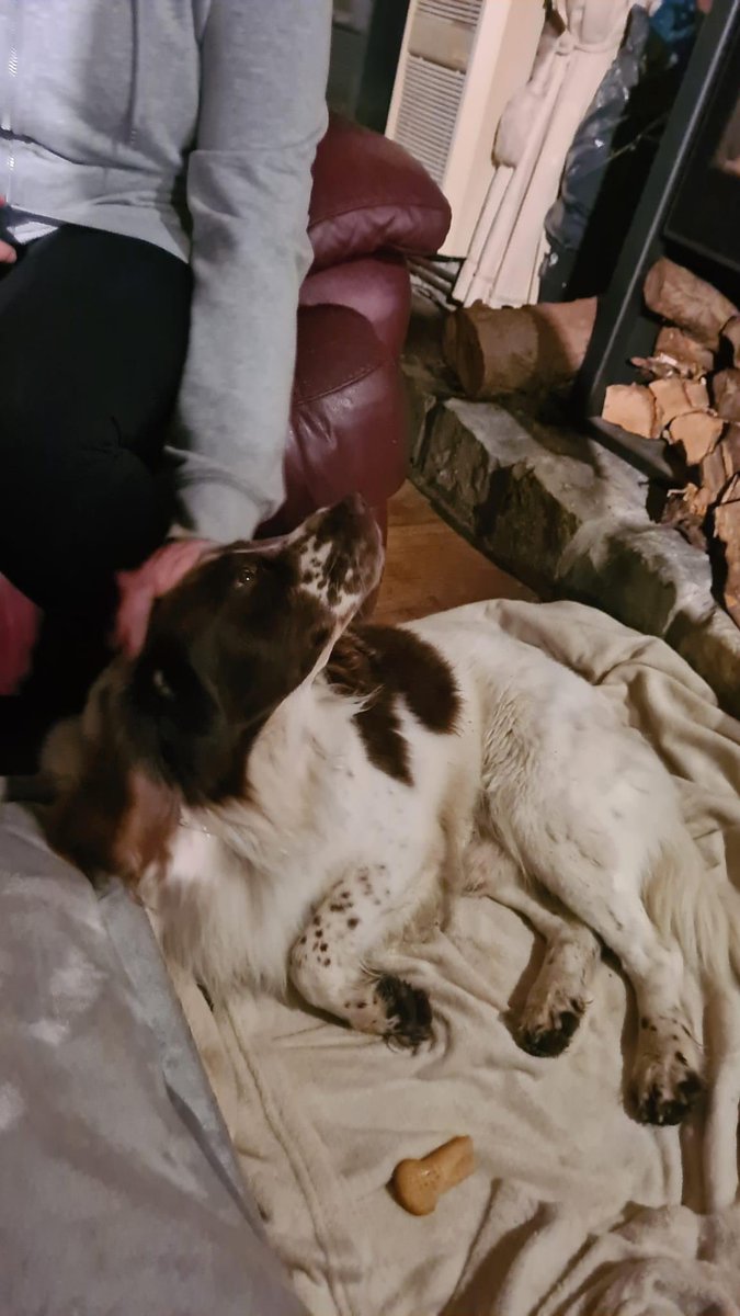 spaniel alert tweet media