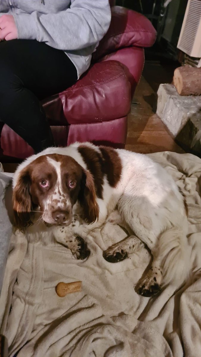 spaniel alert tweet media