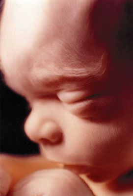 National Right to Life tweet media