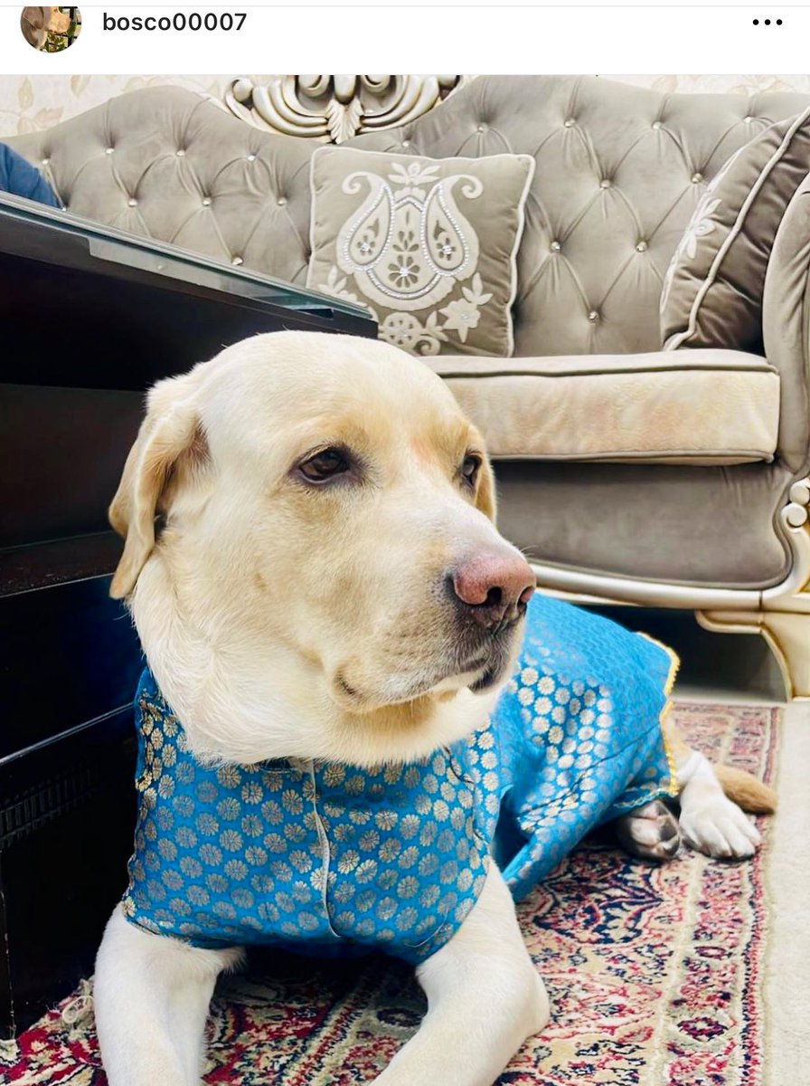 Happy Diwali my Indian friends and pawsome family 🎉🪔
#HappyDiwali #HappDeepavali #festival