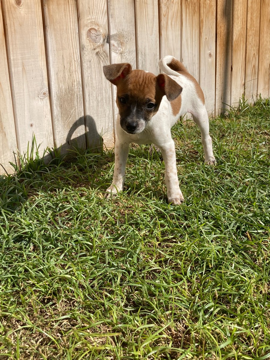 liveeliftedd's tweet photo. Chihuahua mix 
First round of shots 
8 weeks old. 
Black one is a boy. 
20$ per pup https://t.co/q5ze7GEza3