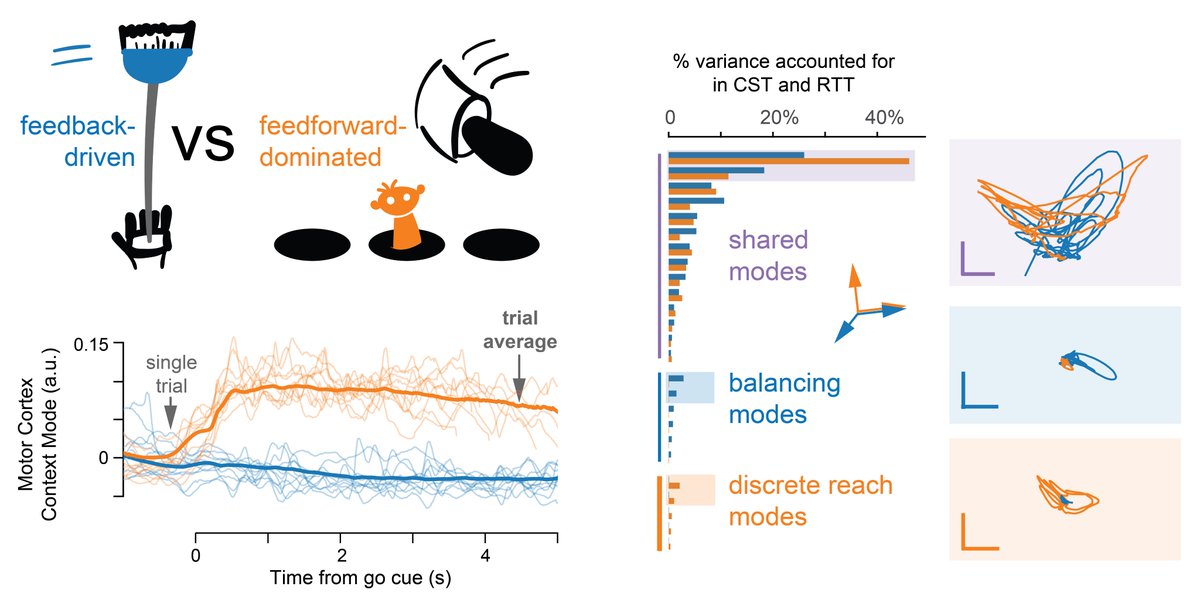 Are you at #SfN23 and interested the neural activity behind feedback-driven arm movement? Stop by my poster on Tuesday morning (FF23, 8am-12pm) to see how it compares with activity during feedforward dominated movements!