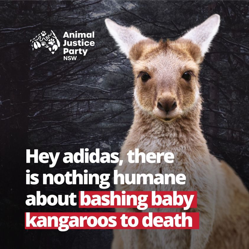 There is nothing humane about the commercial kangaroo industry. #adidasKangarooMassacre