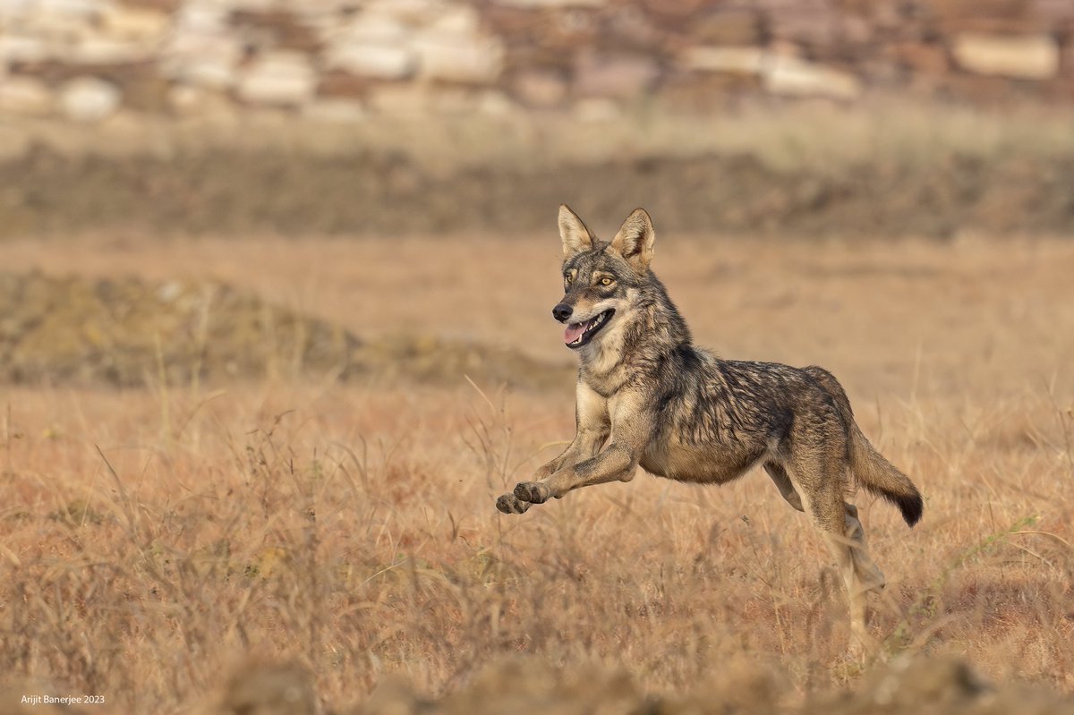 Not Wall street, but the rocky flats of south-eastern Rajasthan. Indian Wolf, November 2023 @IndiAves #canislupuspallipes @wii_india