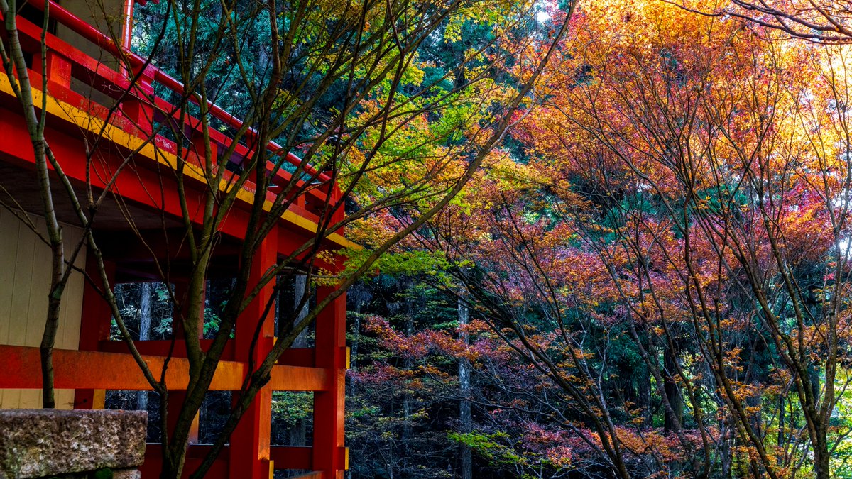 koyama_tom's tweet photo. 比叡山延暦寺横川の紅葉🍁 Autumn leaves in Yokawa Area of Enryaku-ji Temple, Shiga
#enryakujitemple #yokawa #yokawachudo #autumnleaves #hieizan #shigatoco #hellootsu #worldheritage #otsu #shiga #延暦寺 #横川 #横川中堂 #紅葉 #比叡山 #比叡山延暦寺 #しがトコ #大津 #滋賀 #世界遺産 https://t.co/MbxevGXwAf