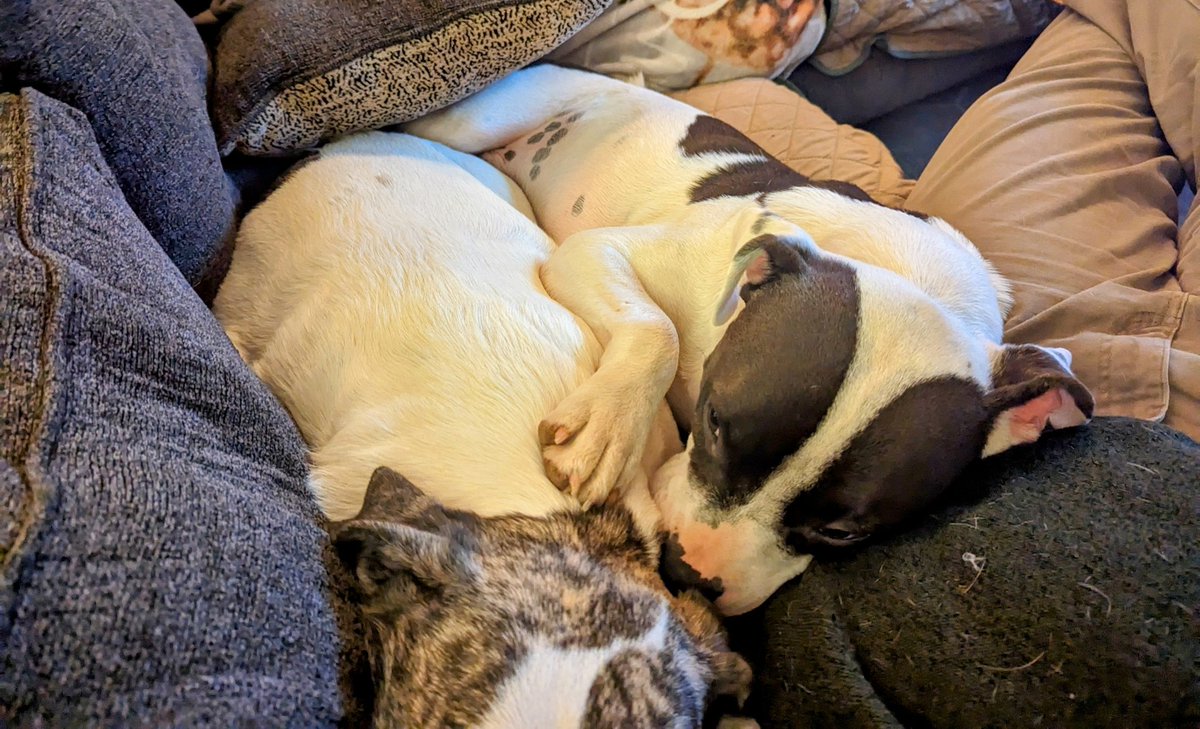 andrewcamp_'s tweet image. #APPAM2023 was great, but the twins are happy I&apos;m home and I&apos;m happy I can be their pillow again.