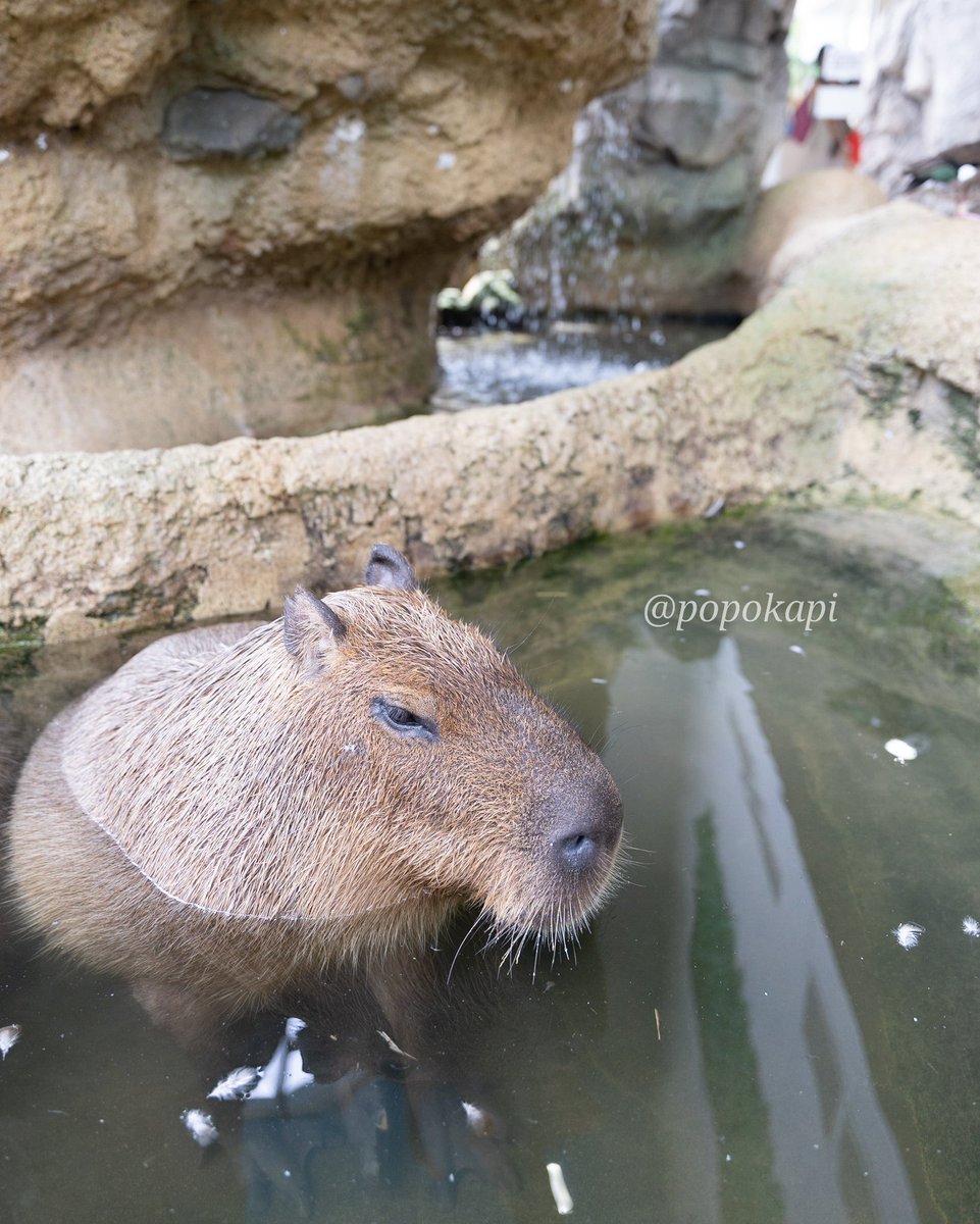寒い日は湯につかってぽっかぽか
#カピバラ #福井県 #足羽山公園遊園地 #ハピジャン