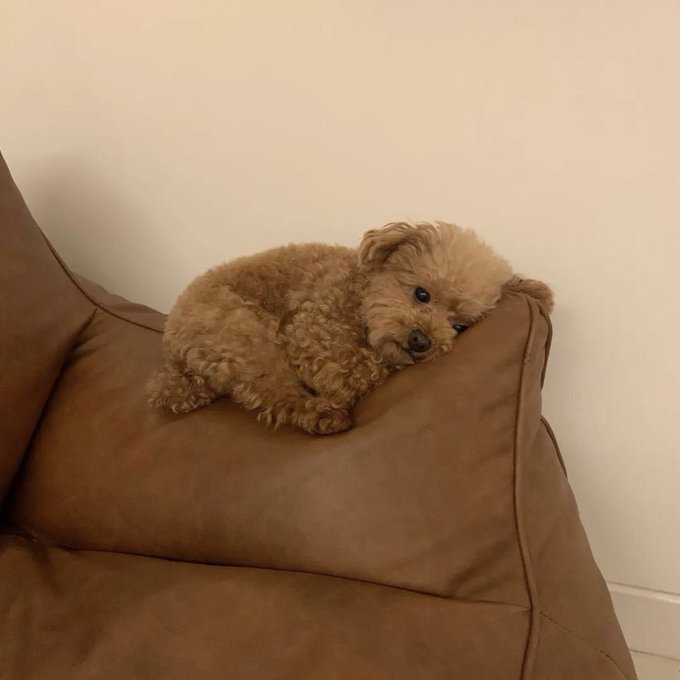 when i say i got that dog in me this is what i mean https://t.co/dDbtPADHw7
