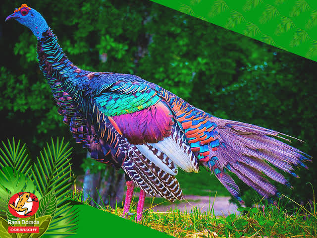 already talked about this but I picked the ocellated turkey as the animal form in nahualli bc I think these are cunty birds. Very pretty, but also menacing. There are a lot of stories where a witch turns out to be one of these, so it's also a little reference to that