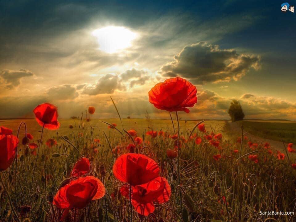 #LestWeForget2023 on the 11th hour of the 11th day of the 11th month…. #ArmistaceDay