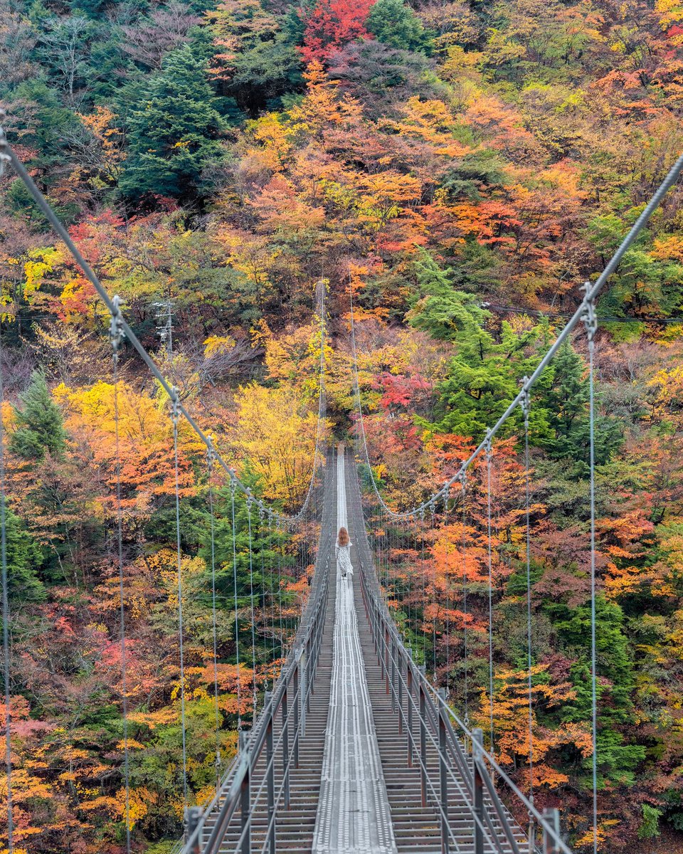 静岡県の畑薙大吊橋。東京から車で４時間かかったけど行ってみて良かったです🍂 📸2023.11.11