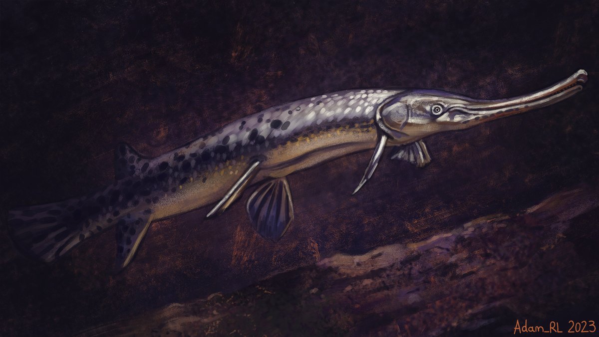 Late night #SundayFishSketch. It's a Longnose Gar for #GarWeek of course! Decided to spend a bit longer on this one, hence the late upload. 🙂