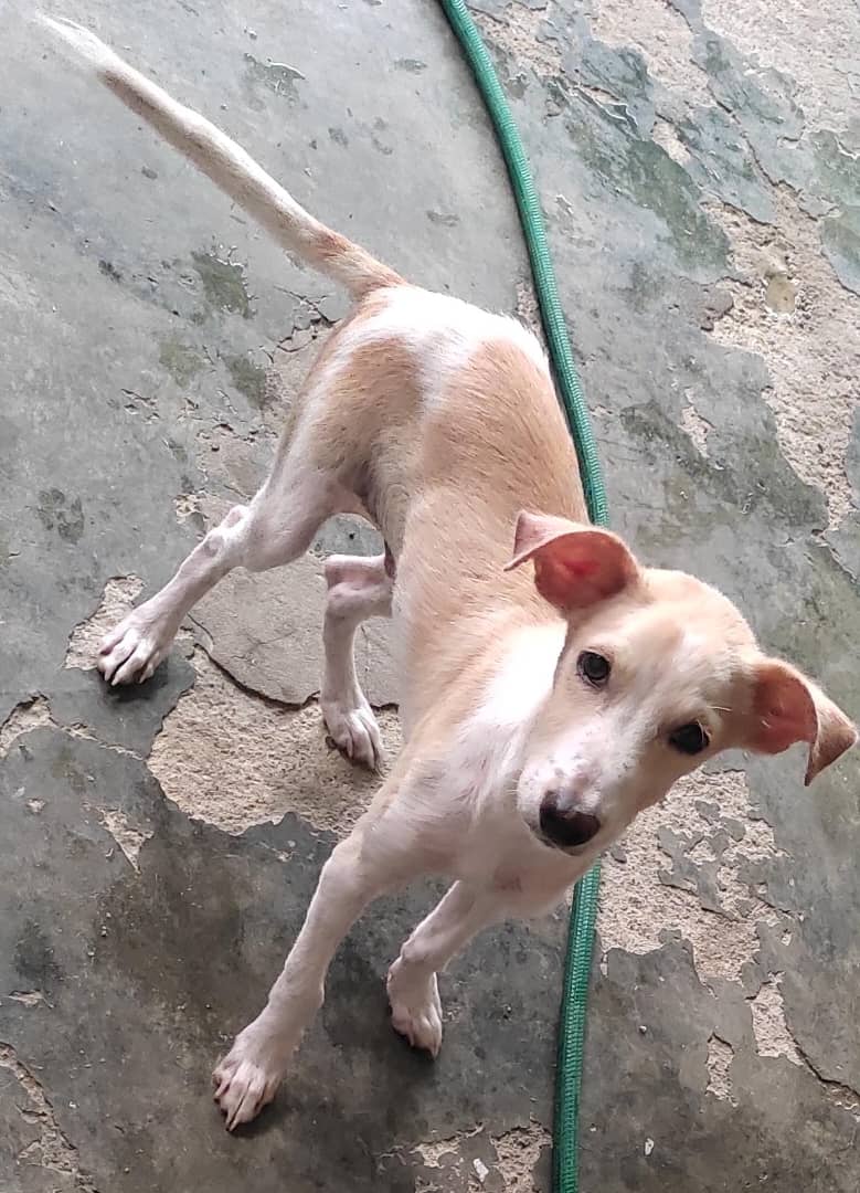 yaracalcagno's tweet photo. Difundo. CARACAS-EL VALLE: Cachorrito en adopción de al rededor 6 meses, súper juguetón, llegó aqui en el tiempo de la fuertes lluvias hasta ahora lo hemos cuidado pero queremos que llegue su familia ideal, ya tiene una dosis de desparasitante, ayúdanos a difundir 0412-5886113 https://t.co/k7B3D1IIcE