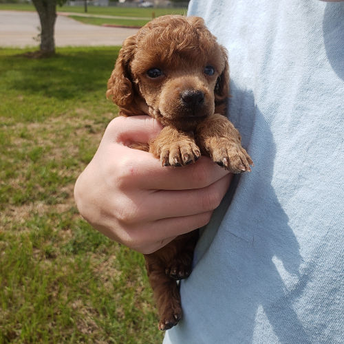 Covergirlbeads's tweet photo. Such cute puppies at Radiant Red Poodles https://t.co/VT6ZdjLJdo #PoodlePuppies #RedPoodles #RedPoodlePuppies #ToyPoodles #Poodles @Covergirlbeads https://t.co/W9uFZ1E7A2
