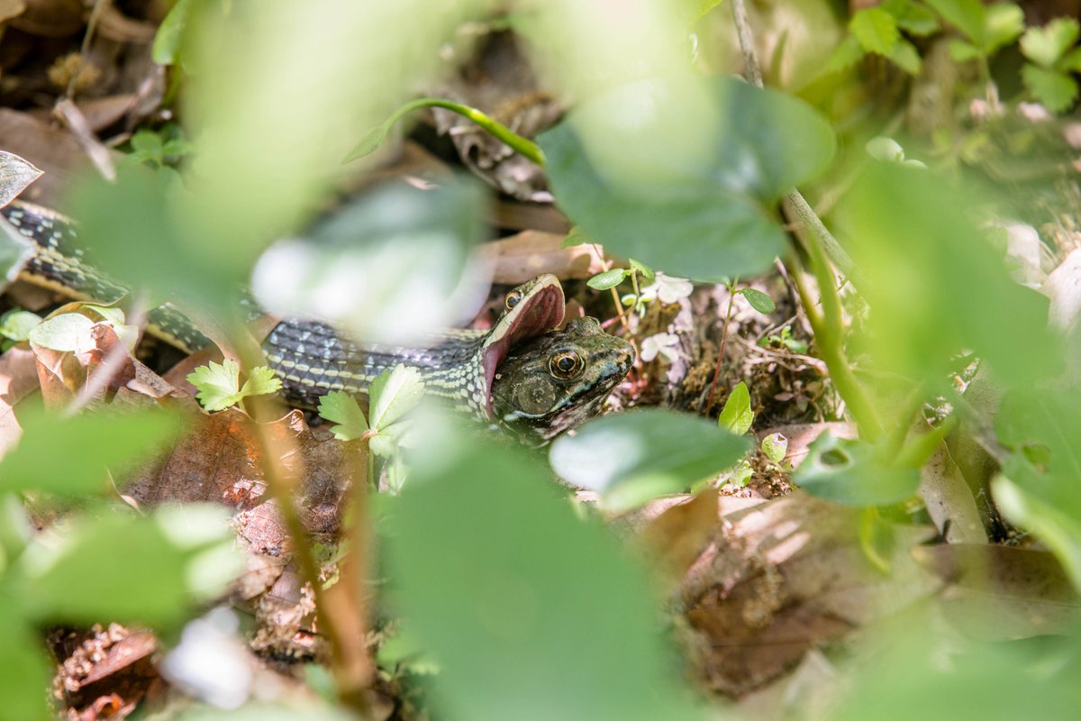 Before you enjoy food-filled holiday festivities later this month, join us this Thursday, November 16 for our Educator Workshop: Let's Feast!

Register in advance at houstonarboretum.org/event/educator…

📸 Christina Spade