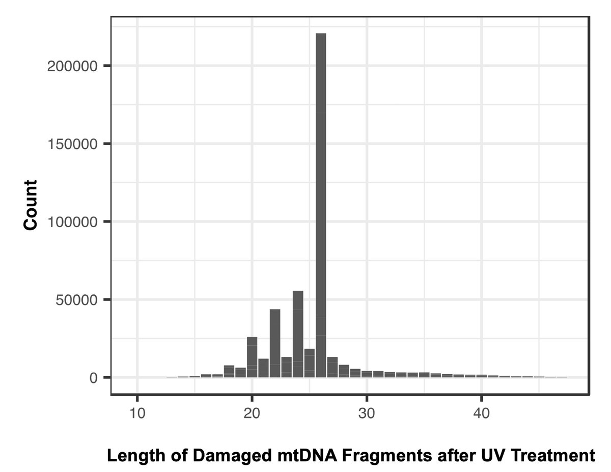 Dan Sloan (@sloanevolab) on Twitter photo New work by <a href="/GusWaneka/">Gus Waneka</a>: UV treatment produces 26-nt mitochondrial DNA fragments in yeast – and related findings in plants+flies. What’s going on here? Novel mtDNA repair or degradation pathway??? Would love ideas and input!
biorxiv.org/content/10.110… New work by <a href="/GusWaneka/">Gus Waneka</a>: UV treatment produces 26-nt mitochondrial DNA fragments in yeast – and related findings in plants+flies. What’s going on here? Novel mtDNA repair or degradation pathway??? Would love ideas and input!
biorxiv.org/content/10.110…