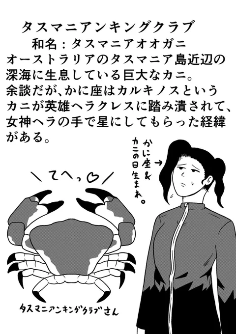 マイナー生物の紹介
タスマニアンキングクラブ 