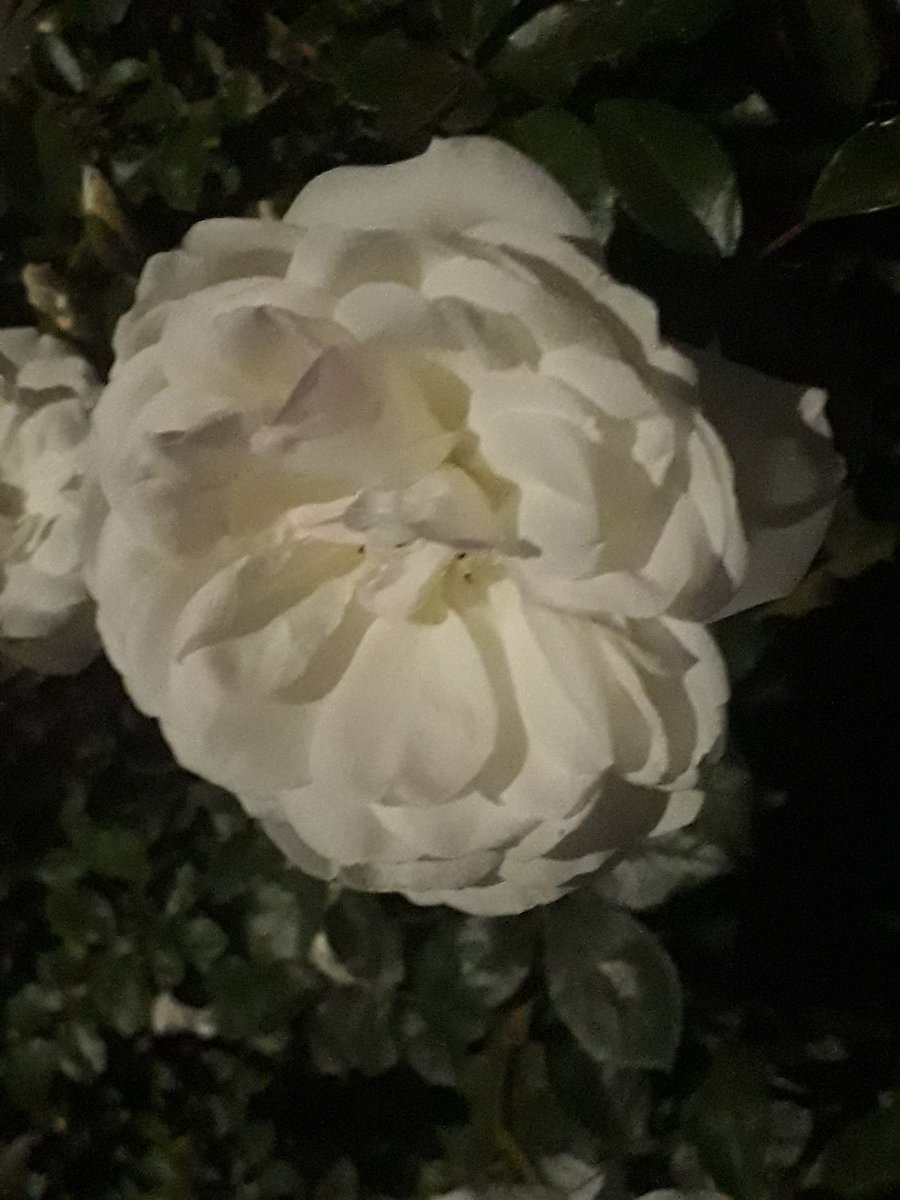 VasconcellosJD's tweet photo. La Rosa centenaria y multicolor no se ha marchitado, ni mucho menos ha partido; sólo pasa que ahora crece en otro jardín, regada con oraciones, y alimentada con rayos de eternidad. https://t.co/U2dARBp0Xl