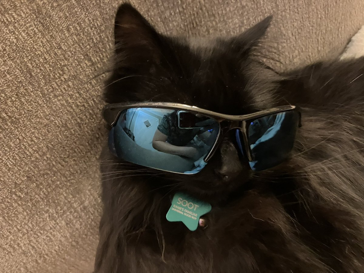 Soot, everyone. He’s 8 years old and 14 lbs of pure love.