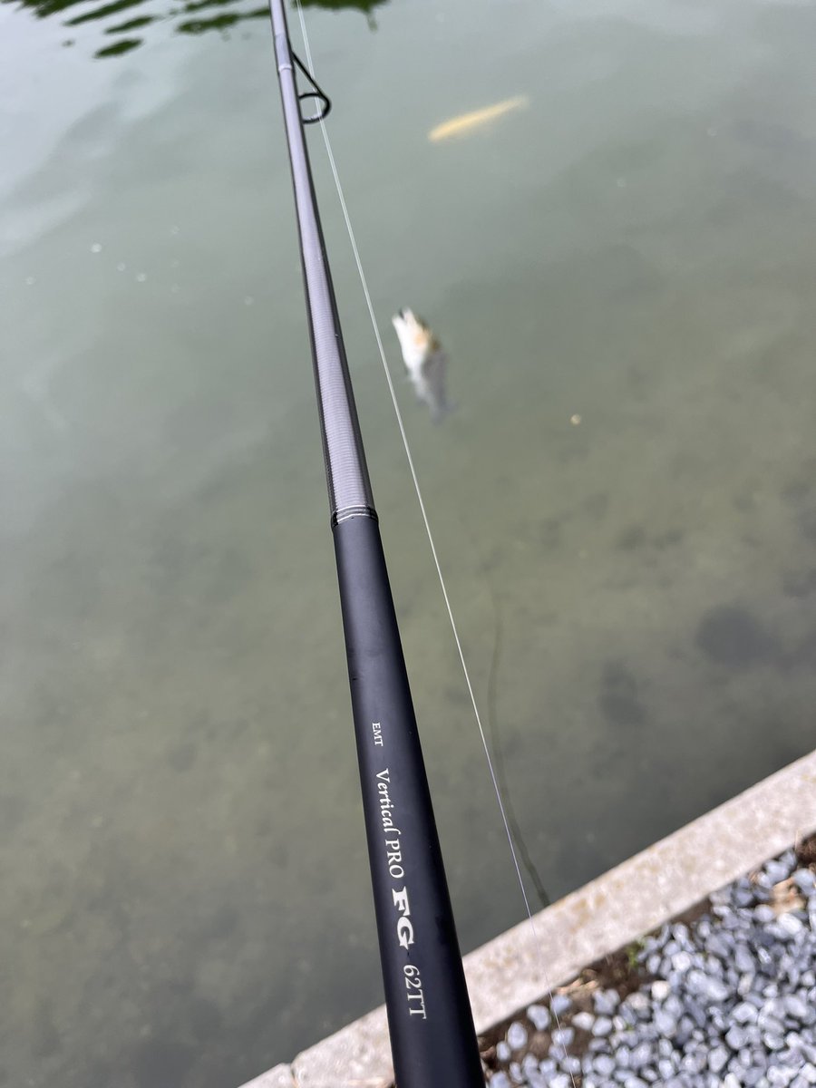 Kusama1001's tweet photo. 昨日はFISH UP秋川湖でFG入魂して来ました
使用感は最高でもう一本欲しくなっちゃいました
釣果の方はトータル26匹で放流をスプーンで仕留める事が出来ませんでした
クランクも駄目でした
16時からは活性も上がり時速10匹で終了間際に楽しめたので良かったです 
#FISHUP秋川湖
#VerticalPRO
#FG62TT https://t.co/hMvzx24e7v