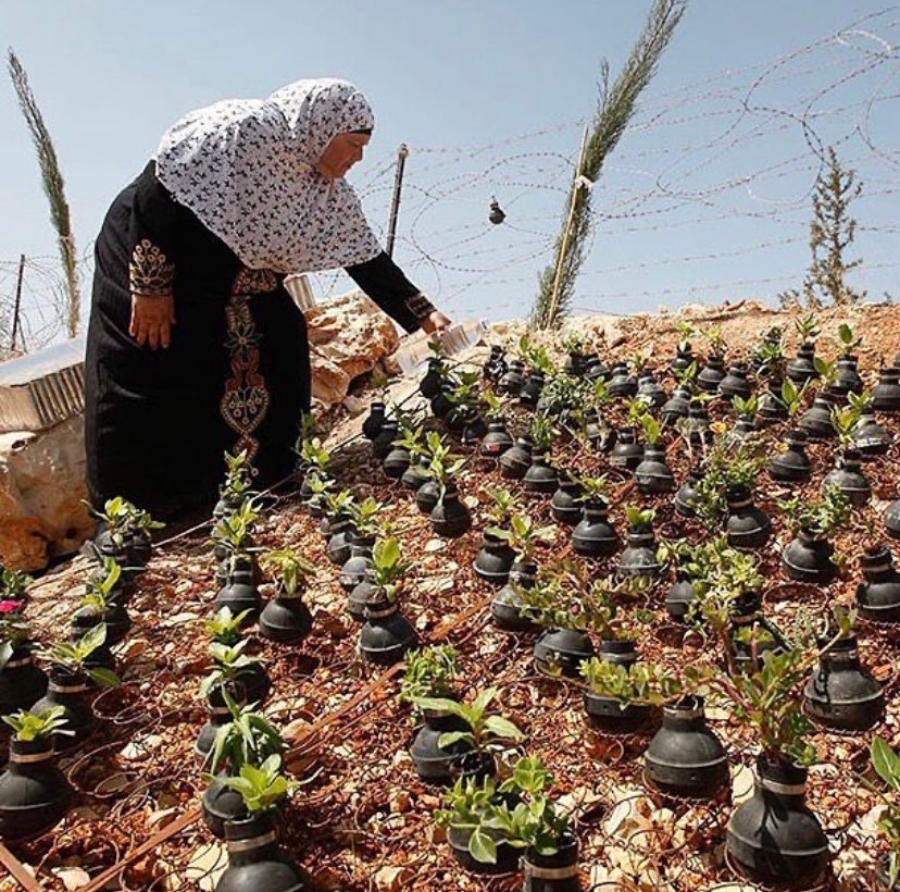 One of these tear gas canisters murdered this woman’s son. She turned all these tear gas canisters into pots to plant seeds in. I’m assuming this is in the South of the West Bank. Aida Refugee Camp in Bethlehem is the most tear gassed place in the world. Existence is Resistance❤️