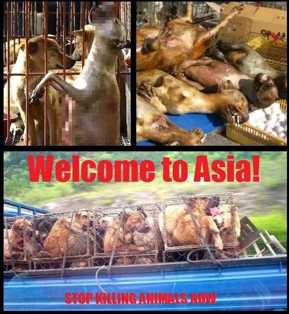 #barbaricpractice #prodigyvoodoopeople #barbaricpractices #asianreligions #asia #eastasia #southeastasia #asean #aseansecretariat #catmeat #dogmeat #burningalive #boilingalive #catmeattrade #dogmeattrade #catfur #dogfur #skinningalive #animalcruelty #animalcrueltyisacrime