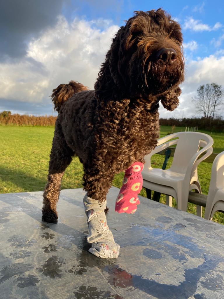 KayGreg49730854's tweet photo. Good morning my dear pals in my mums phone πππ Today is Odd Socks Day, to mark the beginning of Anti Bullying Week. If you can, please join us and show your support. Robin and some of his day care pals are hoping to raise awareness π€πΎππ§¦
#AntiBullyingWeek
#OddSocksWeek https://t.co/yh9fZN5Xrs