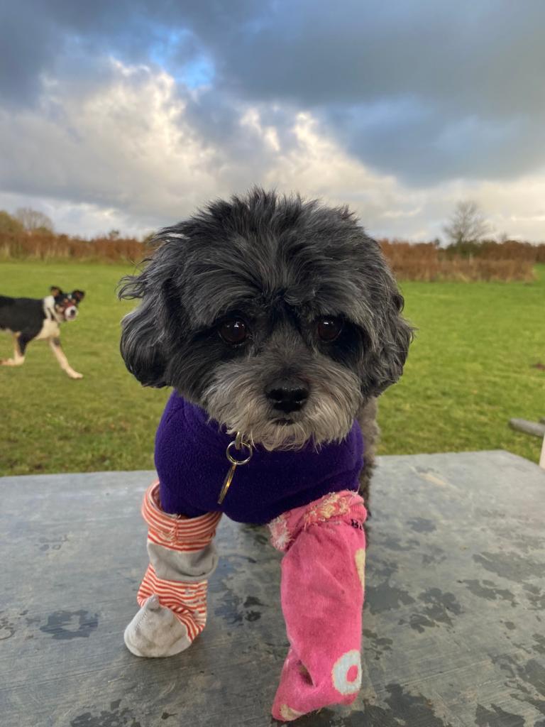 KayGreg49730854's tweet photo. Good morning my dear pals in my mums phone πππ Today is Odd Socks Day, to mark the beginning of Anti Bullying Week. If you can, please join us and show your support. Robin and some of his day care pals are hoping to raise awareness π€πΎππ§¦
#AntiBullyingWeek
#OddSocksWeek https://t.co/yh9fZN5Xrs
