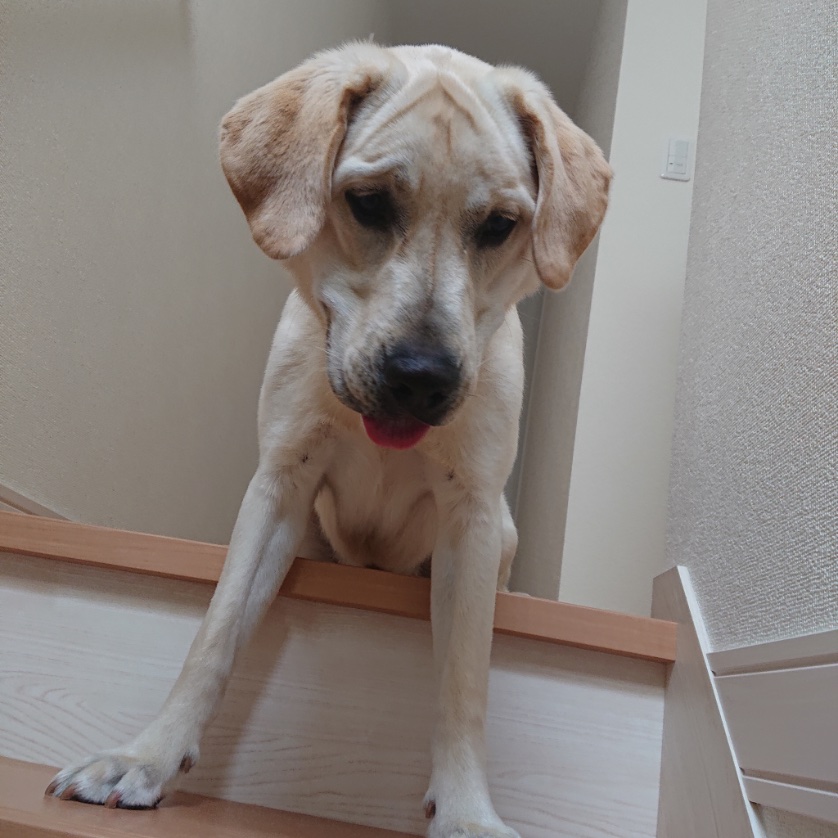 tetsumabo's tweet photo. @Don_Mei_0105 うちの子もこんな時期がありました🐶
ビビりの極めでしたので　笑

おやつ貰いながら頑張って練習してね💪 https://t.co/QzYWaipr5l