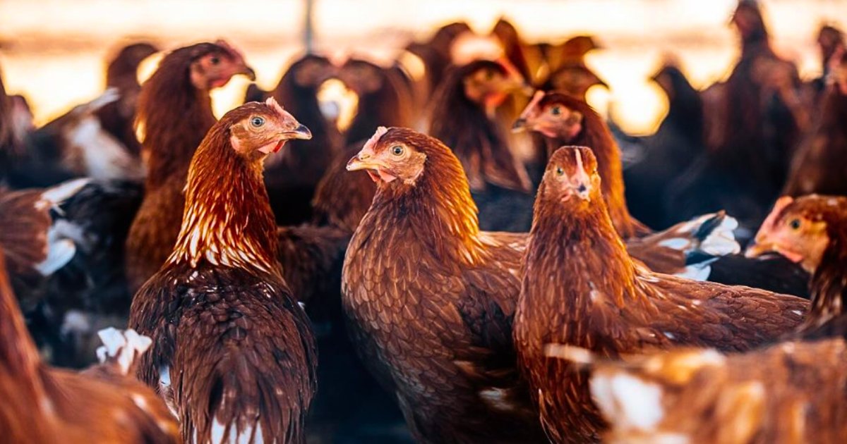 Happy Monday! Check out this shot from @alivenfarms #repost 🐓