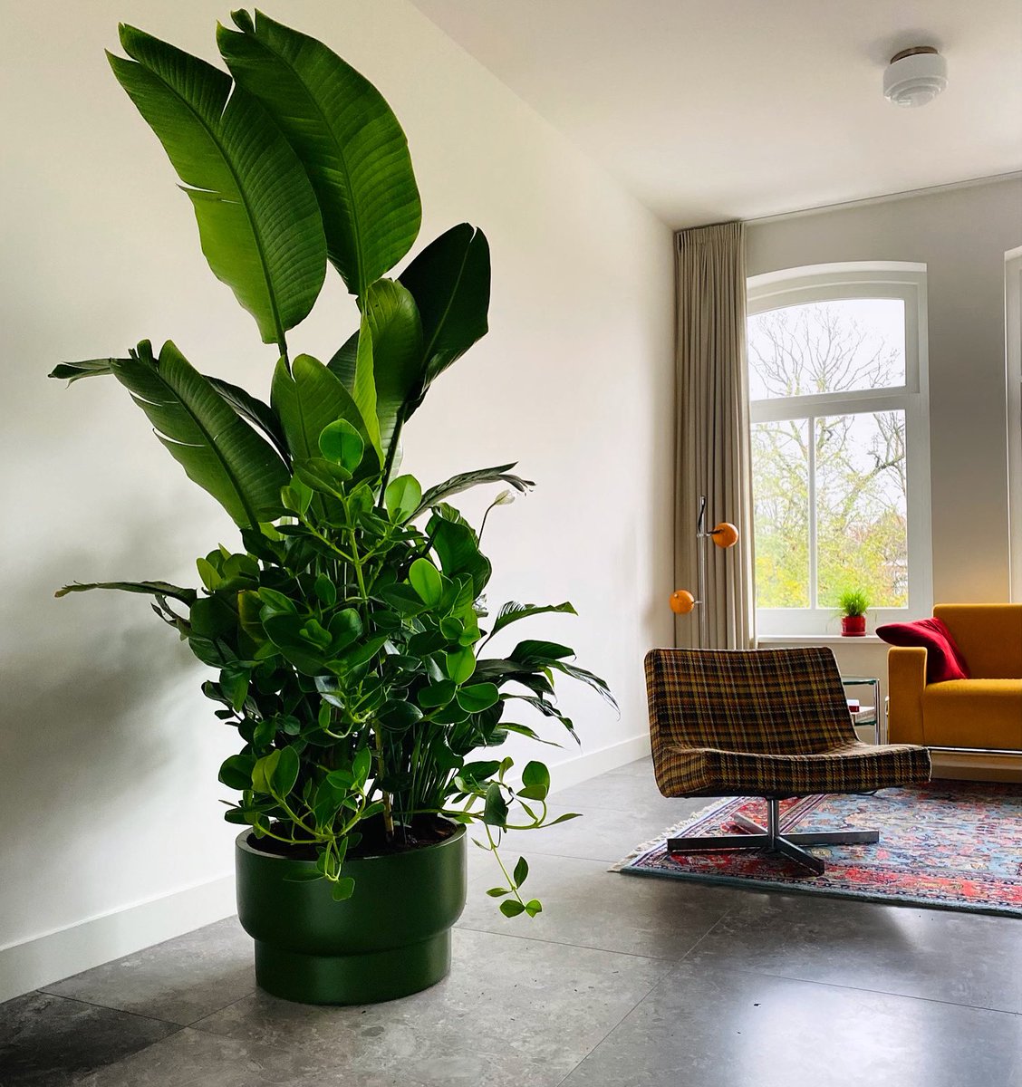 Ontdek de harmonie tussen binnen en buiten door de levendigheid van planten in je interieur te omarmen.#Bloomsstore #Hoorn #GroenInHuis #Plantenliefde #InterieurOase #NatuurlijkeRust #BotanischWonen #ThuisMetPlanten #InnerlijkeBalans #PlantDecor #GreenLiving #InterieurGroen