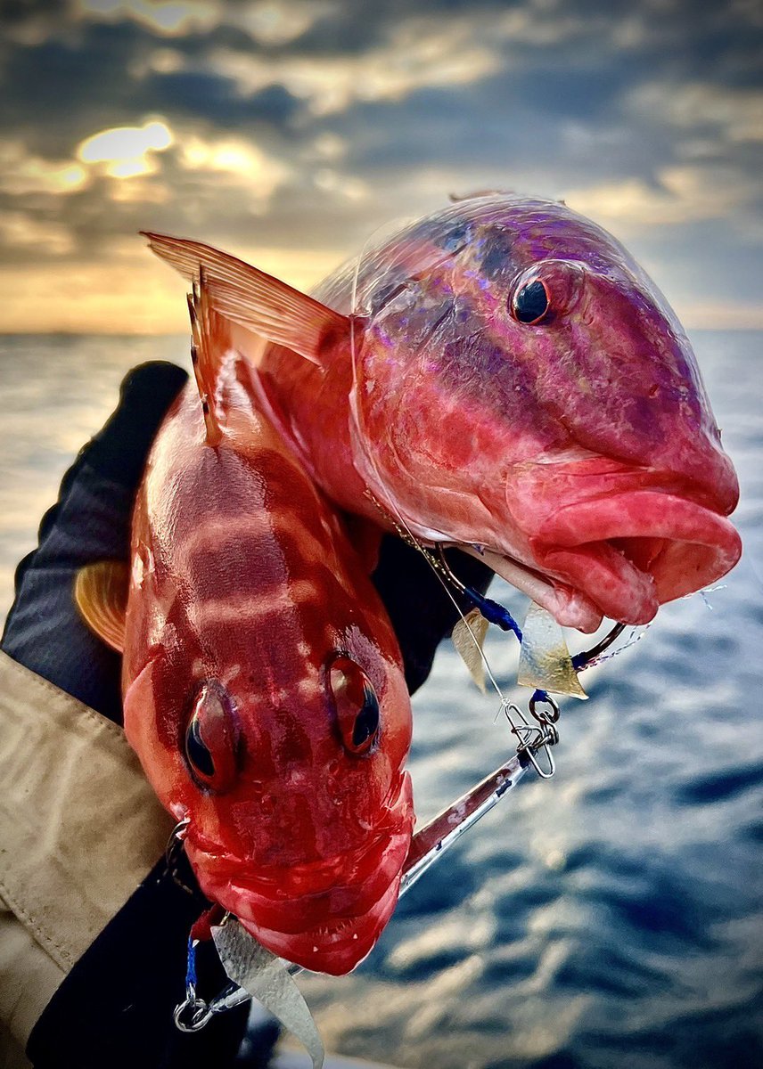 palms_global's tweet photo. Super Light Jigging with Slow Blatt cast WIDE in Brisbane, Australia ๐ฆ๐บย
Lure: Slow Blatt cast WIDE 40g Zebra glow color(MG-530)ย
ย #palmsfishing #jigging #slj #grouperjigs #deepseafishing #deepseajigging #goatfish #fishingbrisbane #brisbanefishing #fishingaustralia #australiafishing #aussiefishing #ejtodd @ej_todd @palms_japan