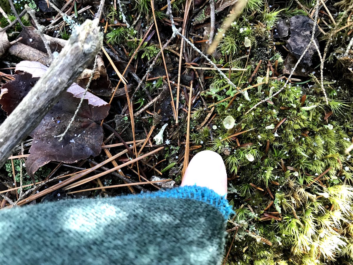 Mel7Labrador's tweet photo. Thankful for so many new connections &amp; sharing a passion for how we leave this world for our children, grandchildren &amp; those yet to be born. Looking forward to the next few months 💚#indigenousledconservation #fieldwork #fall #conservation #pemsik #forourfuturegenerations https://t.co/WtoU1pKbVs