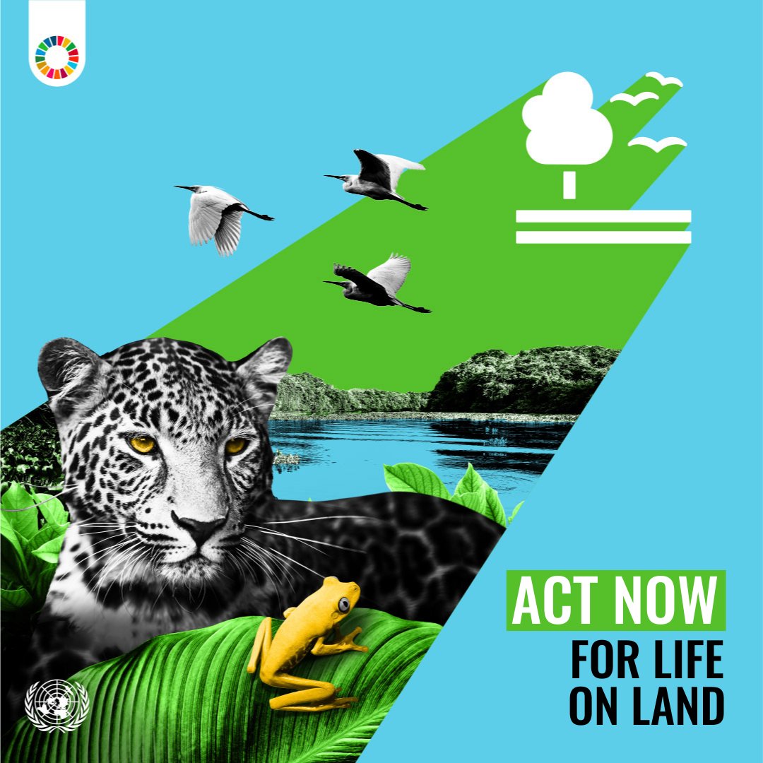 🌿 Biodiversity is vital to our planet's health. SDG 15 seeks to protect and restore ecosystems on land. Let's ensure a thriving environment. 🌱🌏 #GlobalGoals un.org/sustainabledev…
