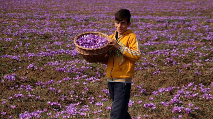 DalTales's tweet photo. #zafran the gold of #Kashmir is the costliest spice in the world.
From #traditional #Kehwa to #kashmiripulao
From #hindutilak to #medicine
#zafran finds its way in daily life of #kashmiris and #indians. 
#kashmirdiaries
#srinagardiaries
#nayakashmir
#kashmirtourism https://t.co/5EqmDBZt0S
