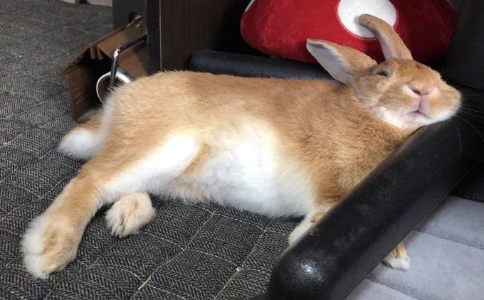 Bunnies (@rabbiteveryhour) on Twitter photo 