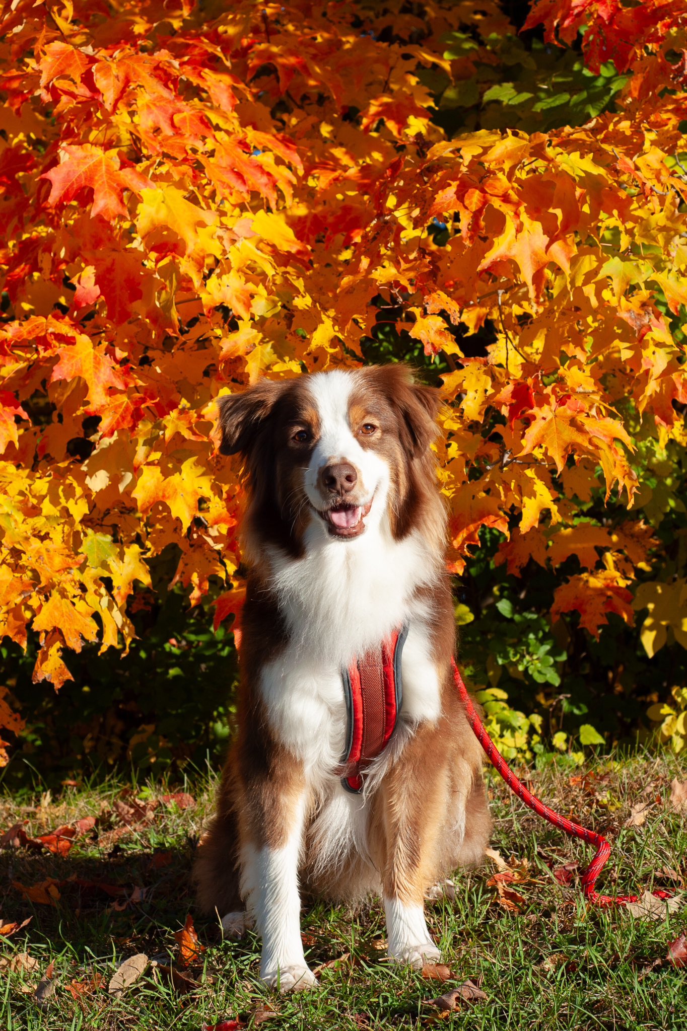 プレッツェル様✨ Pretzel (@Pretzel18598417) / X