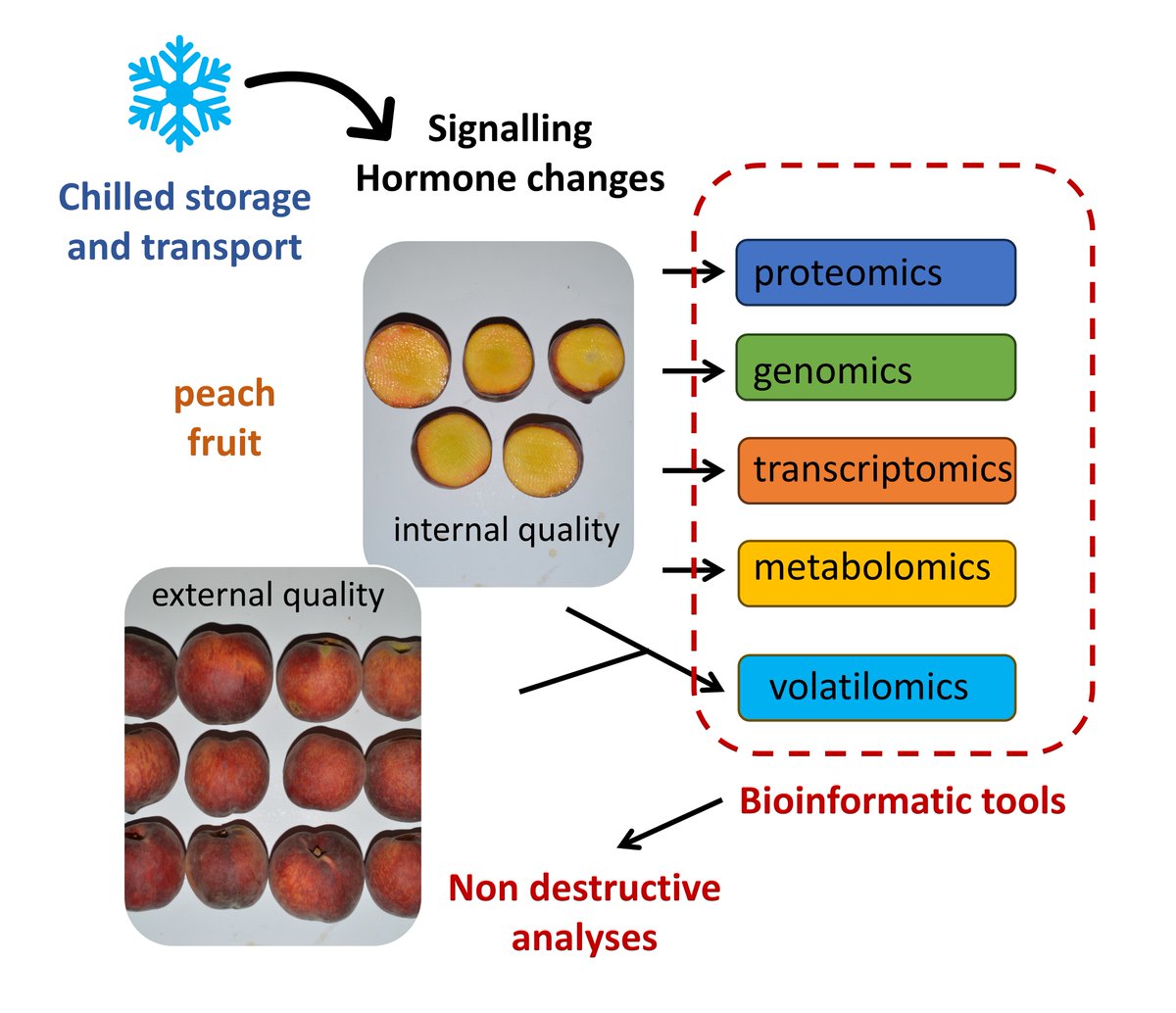 MolHort's tweet photo. #MHOrT Critical discussion on biochemical and molecular changes in peach fruit exposed to cold stress conditions. Early detection methods to monitor quality and detect internal changes.
More Details:
https://t.co/HZVO351b7w
@ant_ferrante @nataspadafora @UniFerrara @AbioticStress https://t.co/cOzK9aM0w2