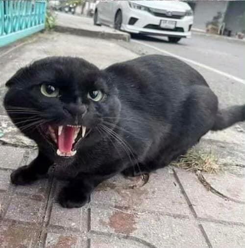 marksspch's tweet image. Very cool for meeting and ending #cat #petcat