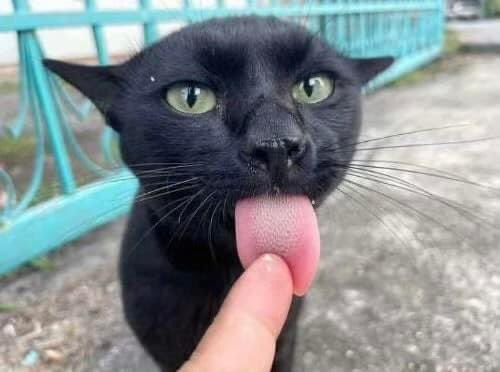 marksspch's tweet image. Very cool for meeting and ending #cat #petcat