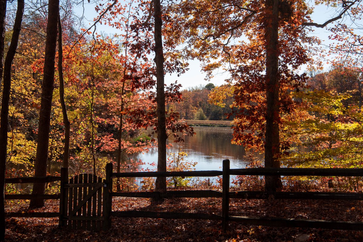 cuchovivas's tweet image. #Fall2023
